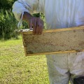 The Buzz About Beekeeping in McDowell County, North Carolina: A Local Expert's Perspective