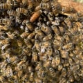 The Sweet Business of Beekeeping in McDowell County, North Carolina: An Expert's Perspective