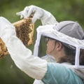 The Secrets of Honey Extraction: Insights from Beekeepers in McDowell County, North Carolina