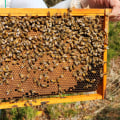 The Future of Beekeeping in McDowell County, North Carolina