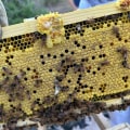 The Buzz About Beekeeping in McDowell County, North Carolina