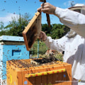 The Buzz About Beekeeping in McDowell County, North Carolina