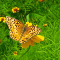 The Essential Role of Beekeepers in Pollinating Crops in McDowell County, North Carolina