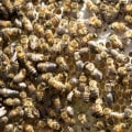 The Changing Landscape of Beekeeping in McDowell County, North Carolina