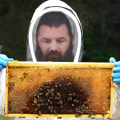 The Buzz on Beekeeping in McDowell County, North Carolina