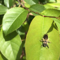 Protecting Beehives: An Expert's Guide