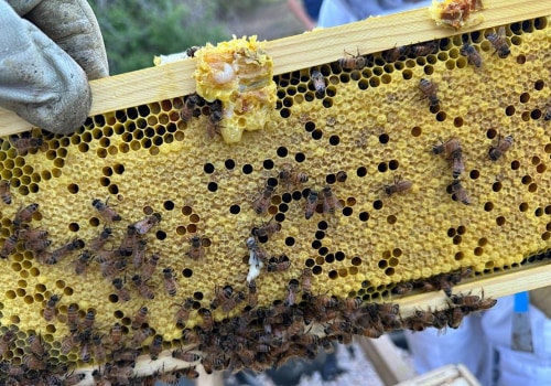 The Buzz About Beekeeping in McDowell County, North Carolina