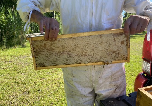The Buzz About Beekeeping in McDowell County, North Carolina: A Local Expert's Perspective