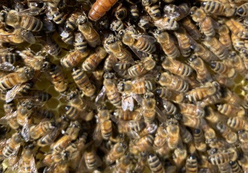 The Sweet Business of Beekeeping in McDowell County, North Carolina: An Expert's Perspective