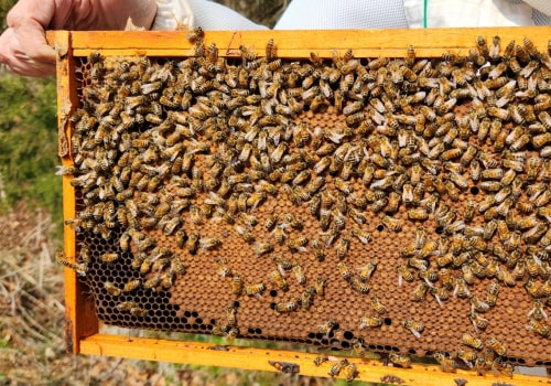The Future of Beekeeping in McDowell County, North Carolina
