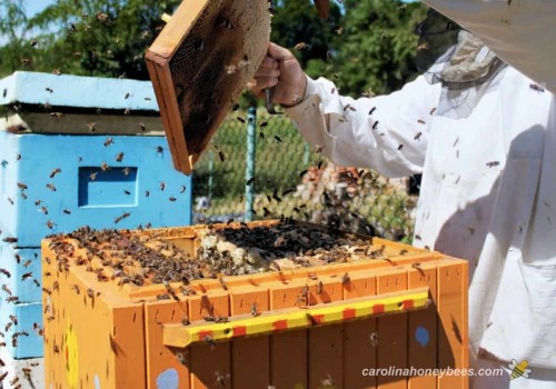 The Buzz About Beekeeping in McDowell County, North Carolina