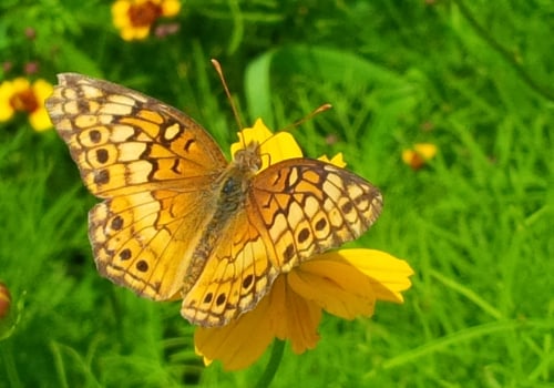 The Essential Role of Beekeepers in Pollinating Crops in McDowell County, North Carolina