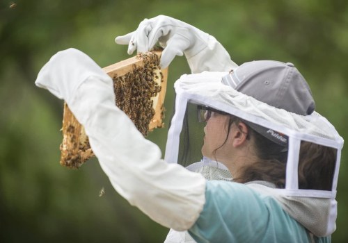 The Enduring Legacy of Beekeeping in McDowell County, North Carolina