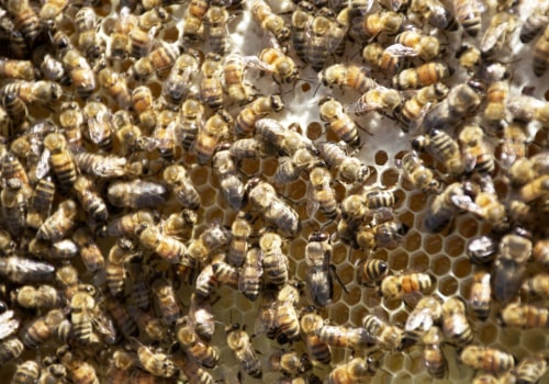 The Importance of Beekeeping in McDowell County, North Carolina