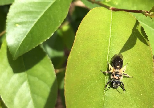 Protecting Beehives: An Expert's Guide